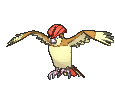 017 Pidgeotto